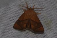 Apoda limacodes