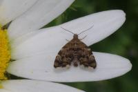 Anthophila fabriciana