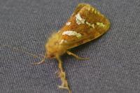 Phymatopus hecta