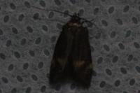 Borkhausenia minutella
