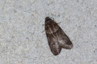 Tortricodes alternella