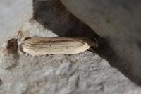 Agonopterix pallorella