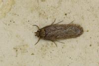 Depressaria