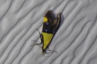 Oecophora bractella
