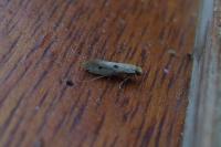 Tinea trinotella