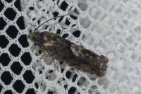 Pammene giganteana