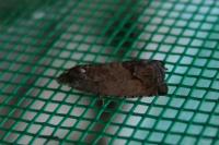 Cydia splendana