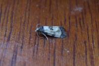 Neocochylis dubitana