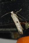 Yponomeuta plumbella