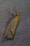 Agapeta hamana