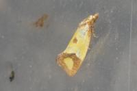 Agapeta zoegana