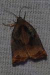 Archips podana