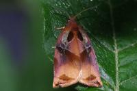 Archips podana