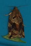 Archips xylosteana