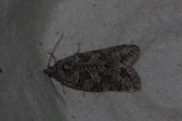 Cnephasia