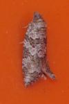 Cnephasia