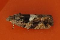 Eudemis profundana