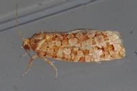 Lozotaeniodes formosana