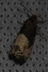 Notocelia cynosbatella