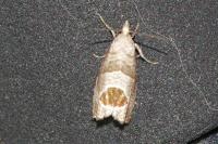Notocelia uddmanniana