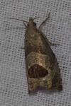 Notocelia uddmanniana