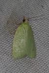 Tortrix viridana