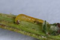 Phyllonorycter ulicicolella