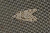 Diurnea fagella