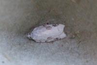 Acleris kochiella