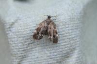 Anthophila fabriciana