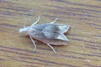 Eucosma conterminana