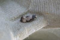 Neocochylis dubitana
