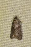 Tortricodes alternella