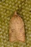 Acleris