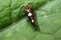 Incurvaria masculella