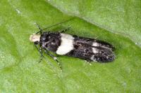 Recurvaria leucatella