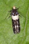 Recurvaria leucatella