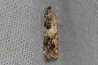 Epinotia subocellana