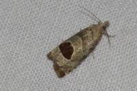 Notocelia uddmanniana
