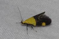 Oecophora bractella