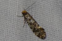 Triaxomera parasitella