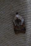 Acleris variegana
