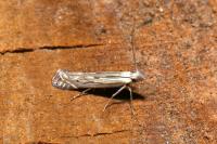 Isophrictis