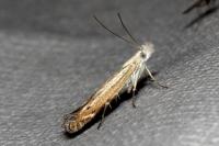 Isophrictis