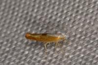 Argyresthia