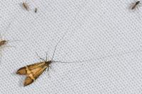 Nemophora degeerella