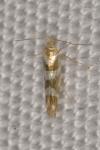 Argyresthia goedartella