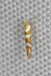 Argyresthia goedartella
