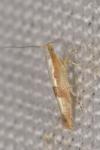 Argyresthia pruniella