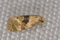 Phalonidia manniana